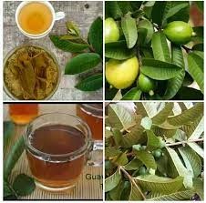 Benefits Of Guava Leaves Tea
