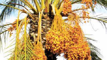 Health Benefits of Dates for Women in Nigeria