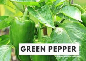 Green Pepper Benefits