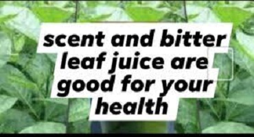 Health Benefits of Bitter Leaf and Scent Leaf