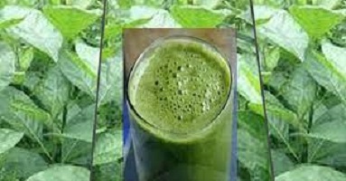 Health benefits of bitter leaf and juice