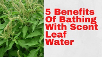 The Spiritual Benefits of Scent Leaf Water Bathing