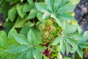 Castor Leaves Benefits & Side Effects