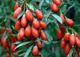 Goji Berry Health Benefits