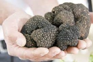 History of Truffles – What is a Truffle? - 9jafoods