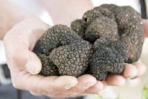 Truffle Image