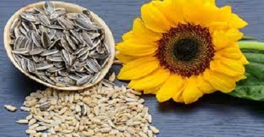 Sunflower lecithin Benefits