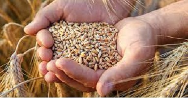 Whole Wheat Benefits