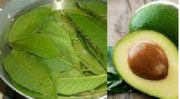 Benefits of Avocado Leaves for Weight Loss