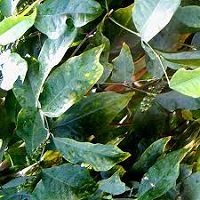 Okazi Leaf Health Benefits