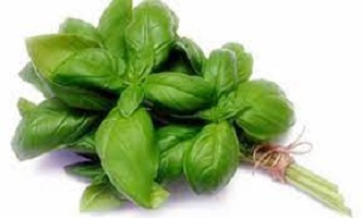 Basil leaf Uses and Benefits