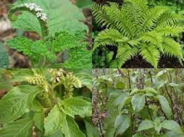 Twi Plant Names Used Traditionally in Ghana 