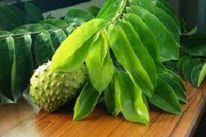 Benefits of soursop leaves