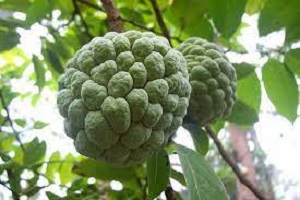 Health Benefits of Sugar Apple