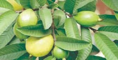 How to Use Guava Leaves for Fertility