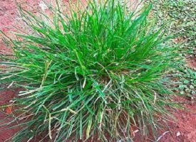 Here’s Is the Paragis Grass Picture