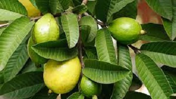 Guava Leaves for Weight Loss and Fertility