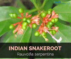 Indian Snakeroot Benefits for High Blood Pressure