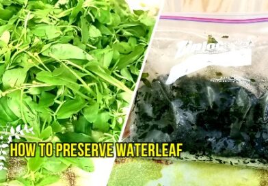 How to Preserve Water Leaf Vegetable