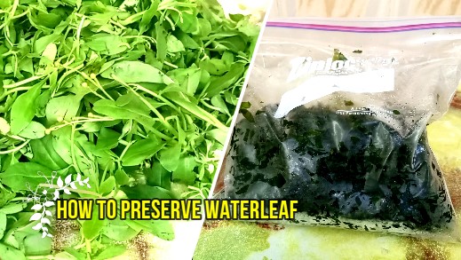 How to Preserve Water Leaf Vegetable