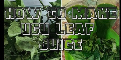 Ugu leaf juice benefits