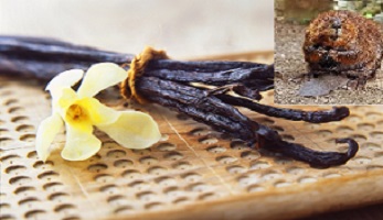 Where Does Vanilla Extract Come From?