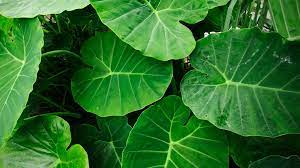 Importance and Health Benefits of Cocoyam Leaves