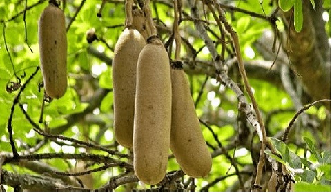 Kigelia Africana Fruit (Pandoro or Sausage Tree)