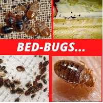 What kills bed bugs instantly in Nigeria?