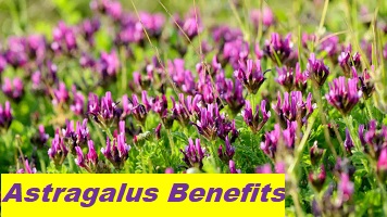 Astragalus (Huáng Qí) Benefits Side Effects and Dosage