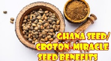 Health Benefits of Ghana Seed - Croton Seeds