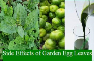 Side Effects of Garden Egg Leaves