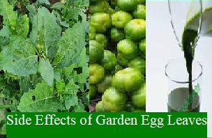 Side Effects of Garden Egg Leaves