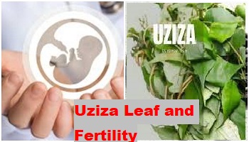 Uziza Leaf and Fertility in women