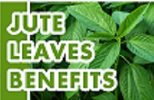 Health Benefits of Jute Leaf