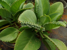 Bryophyllum Pinnatum Picture