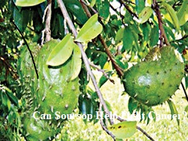 Can Soursop Help Fight Cancer