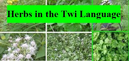 Herbs in the Twi Language
