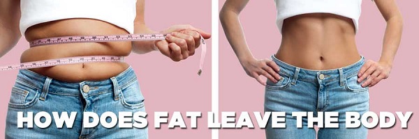 how-does-fat-leave-body