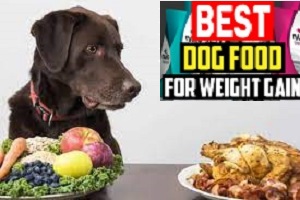 Homemade Dog Food for Weight Gain Easy