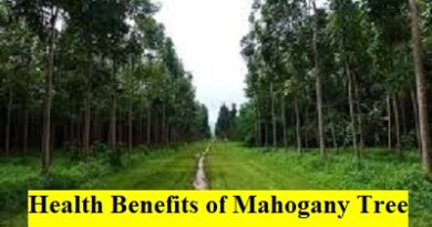 Health Benefits of Mahogany Tree