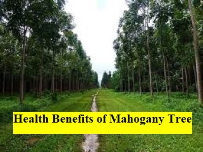Health Benefits of Mahogany Tree
