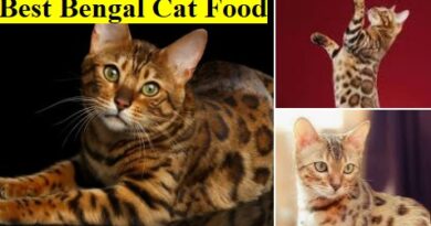 Best Bengal Cat Food