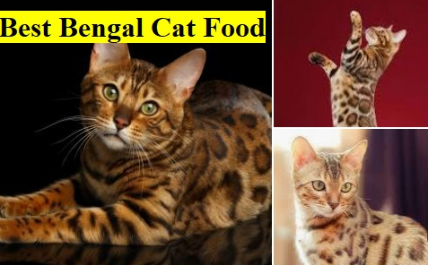 Best bengal hotsell cat food