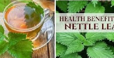 Nettle Tea Benefits