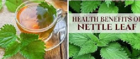 Nettle Tea Benefits