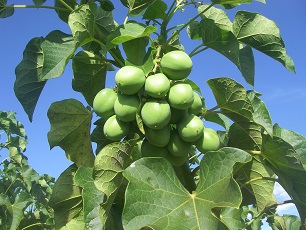 How does Jatropha look like