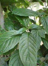 Justicia Carnea