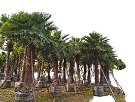 Palm Tree Root