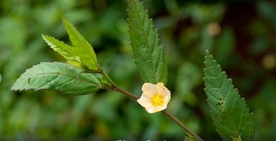 Stubborn Grass Flower at the Backyard — Steemit